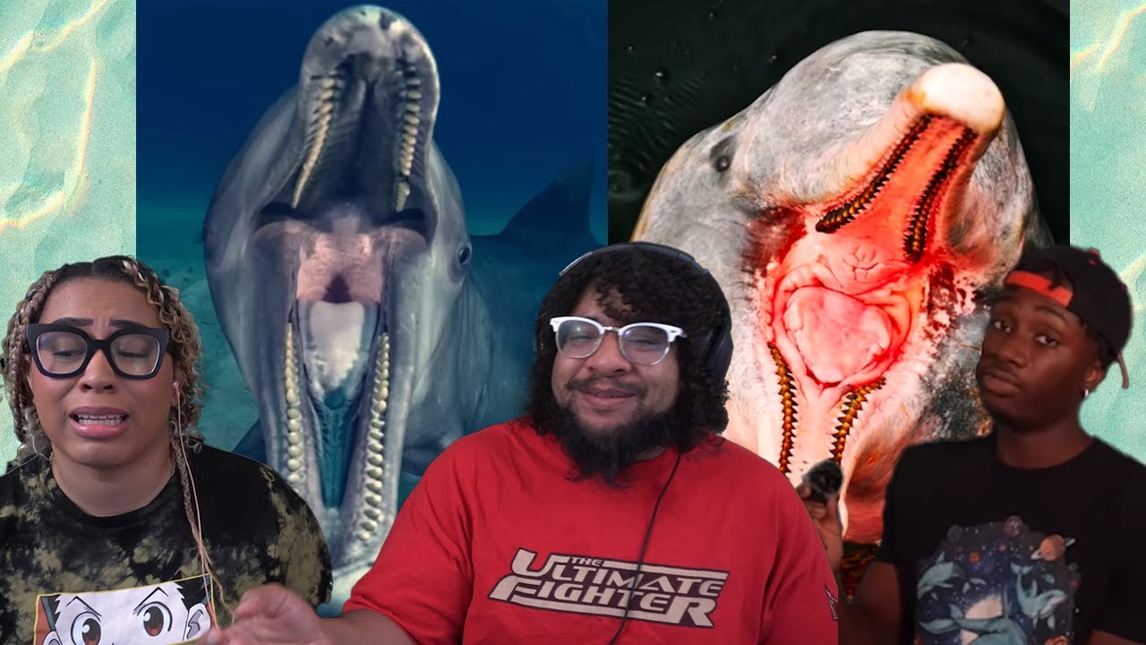 The Truly Disturbing Reality of Dolphins | Casual Geographic Reaction