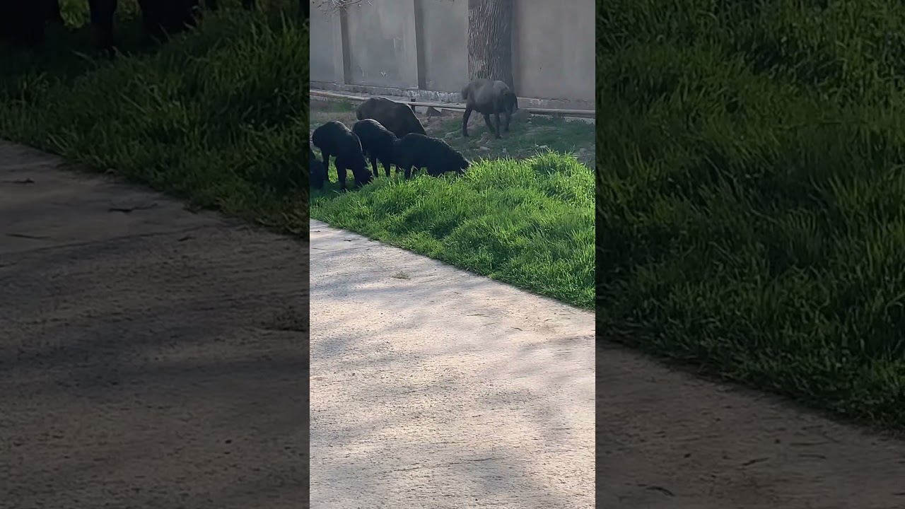 #весна#выпас овец #Spring grazing of #sheep #animals