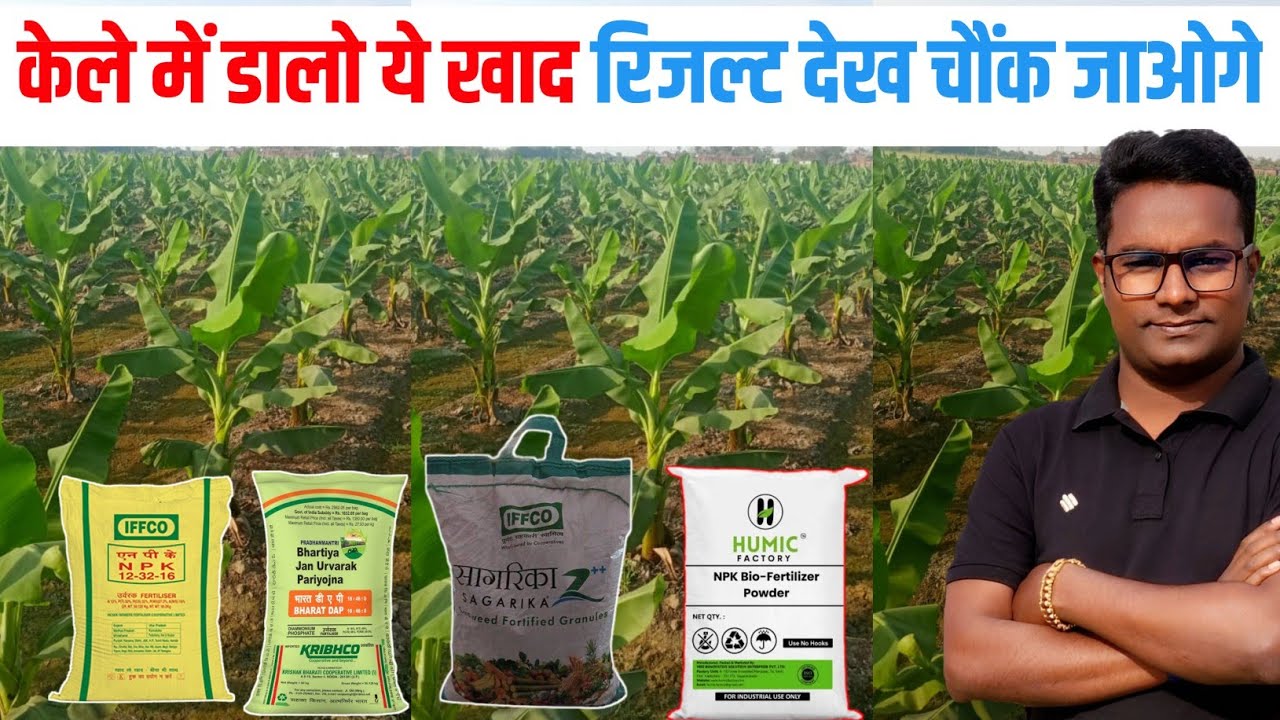 केले की खेती में डालें ये खाद उत्पादन होगा डबल Secret Fertilizer Formula for Massive Banana Growth