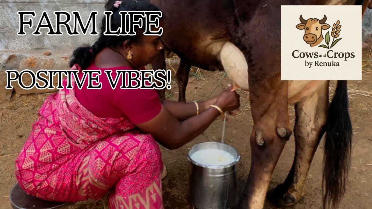 Village Farm Routine 🌿 Healthy Mix + Feeding + Hand Milking | Cows & Crops