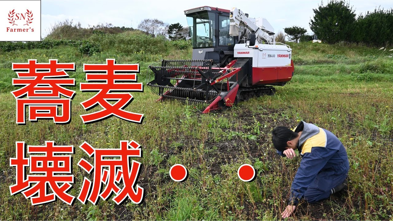 【絶望的】全滅！？・・秋蕎麦の刈り取り！