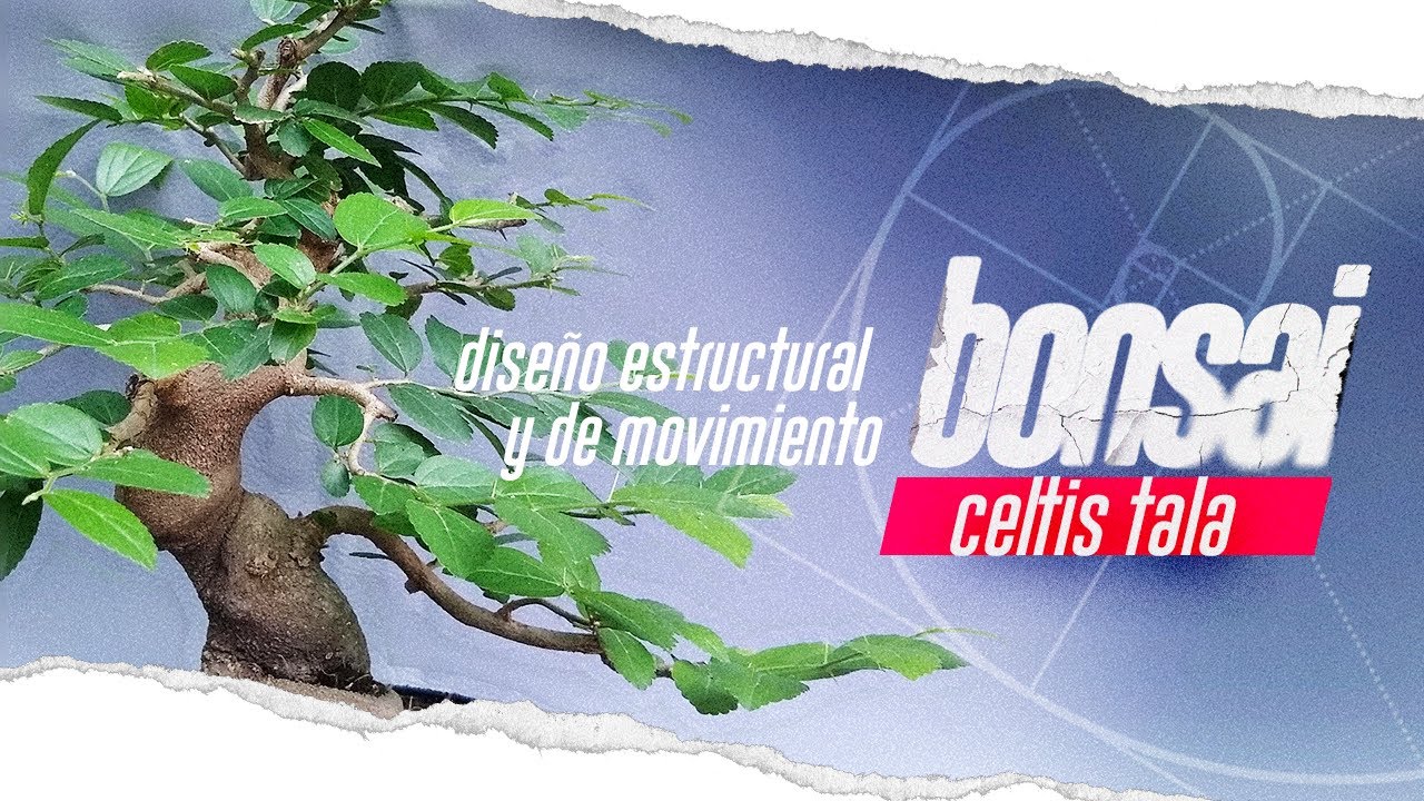 celtis tala de prebonsai a bonsai!!! | Primer diseño
