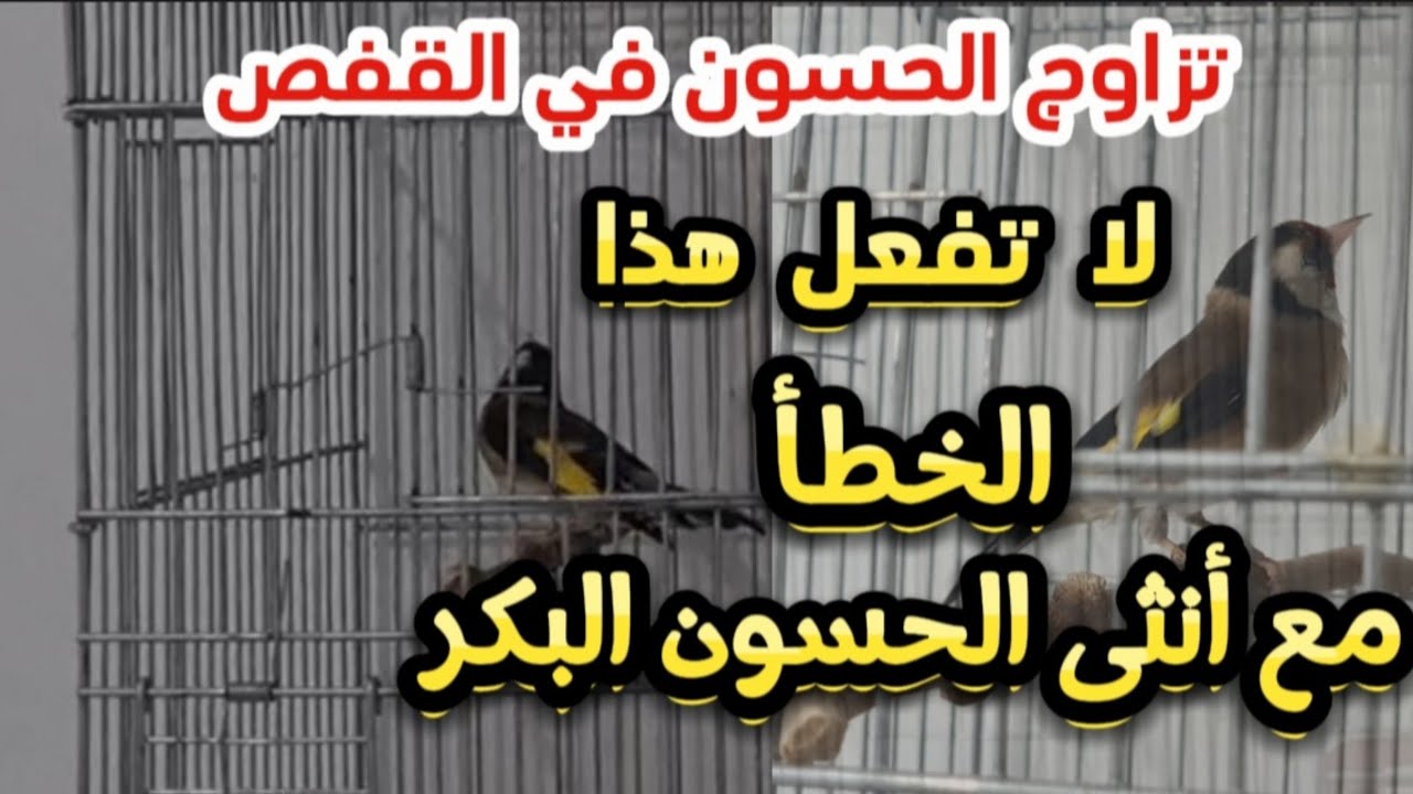 تزاوج الحسون في القفص | لا تفعل هذا الخطأ مع أنثى الحسون البكر |  