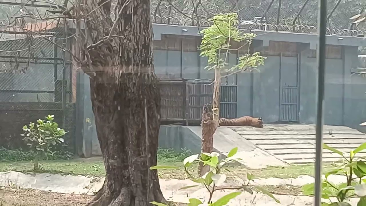 Tiger 🐅 in zoo