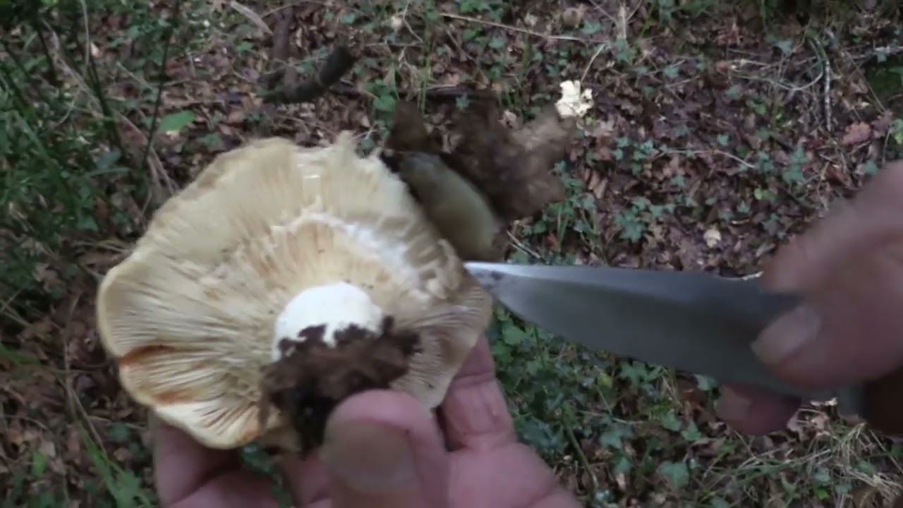 Micología | Cortinarius Violaceus | 23.9.2023