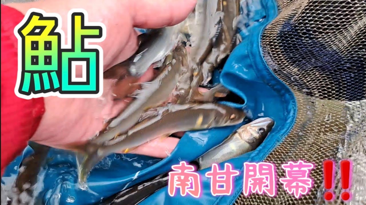 鮎釣り開幕‼️神流川(南甘)　小さいけど、まっ黄黄