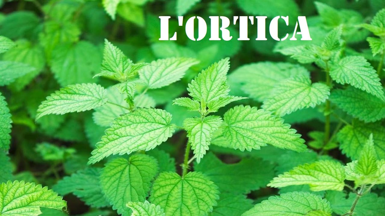 L'ORTICA - specie vegetali utili per la sopravvivenza (ep.3) 🌱🌿