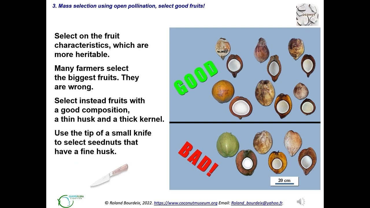 Coconut: how to select the best parent palms within a population