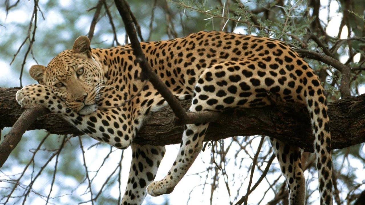 Life of a Leopard (Wildlife Documentary)