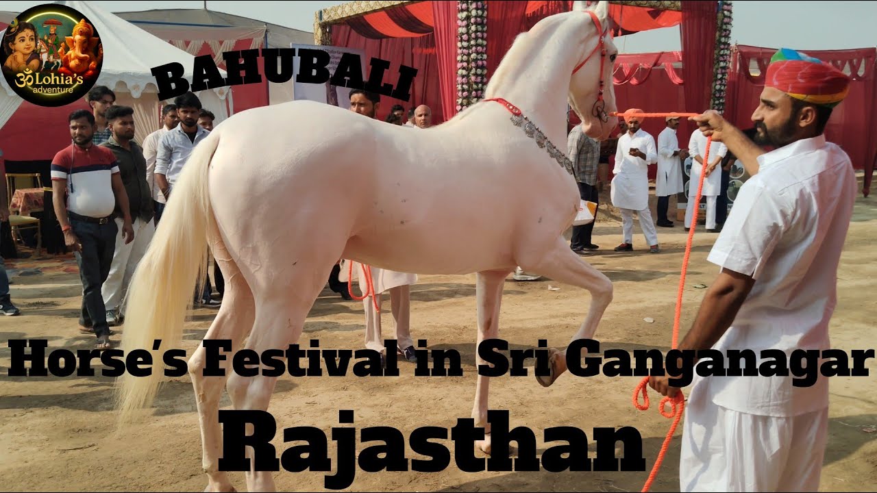|| Horse's Festival in Sri Ganganagar Rajasthan ||घोड़ों का मेला श्री गंगानगर राजस्थान में||HORSES||