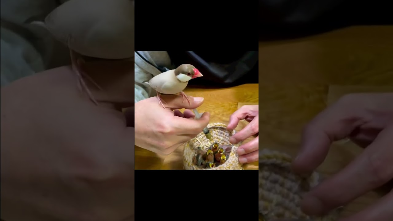 White 🦜🦜🪺Java Breeding | breeding progress |Java Golden Java Pakhi black Java  Video 📸