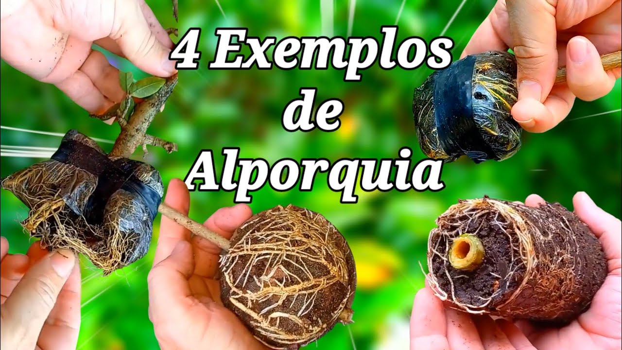 Utilize diferentes recipientes para realizar a alporquia.