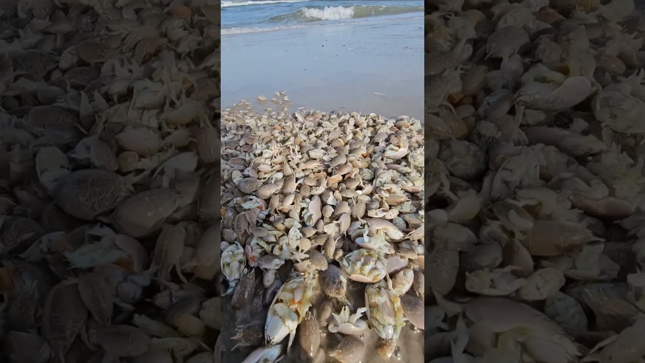 Finding sand fleas for bait