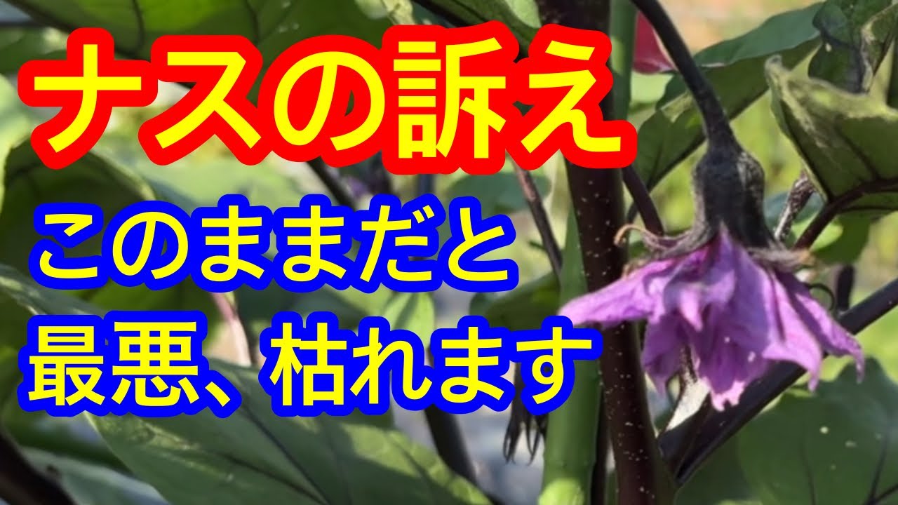 【ナス】この時期から起こりやすいナスの肥料不足。絶対、そのままにしておかないで下さい。肥料切れになると、ナスの葉や花、実がどうなるのかを解説しています。