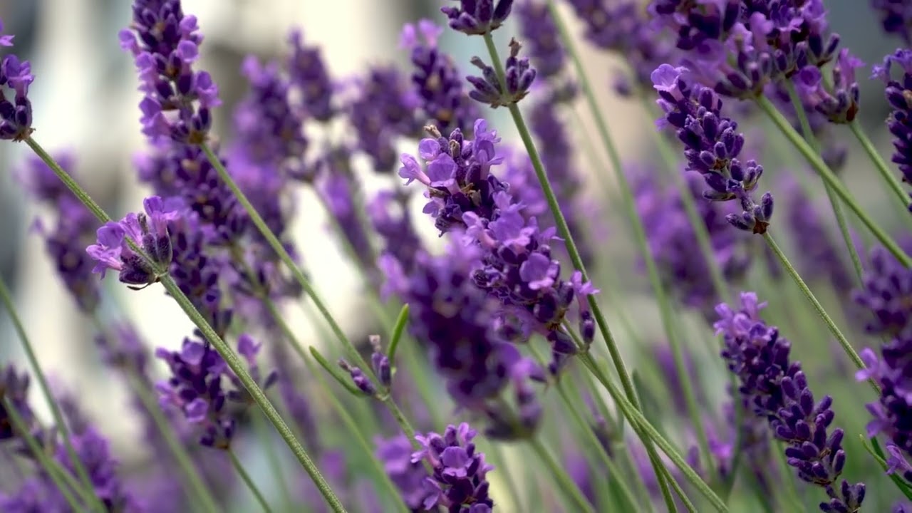 Swaying Lavender Flowers & Deeply Relaxing Ambient Music 🌿 Aesthetic Nature