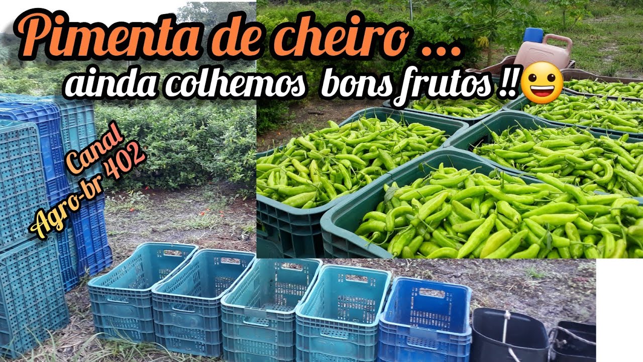 COLHEITA DA PIMENTA DE CHEIRO DO NORDESTE 👍 (( Colheita depois da última adubação ))# MARANHÃO