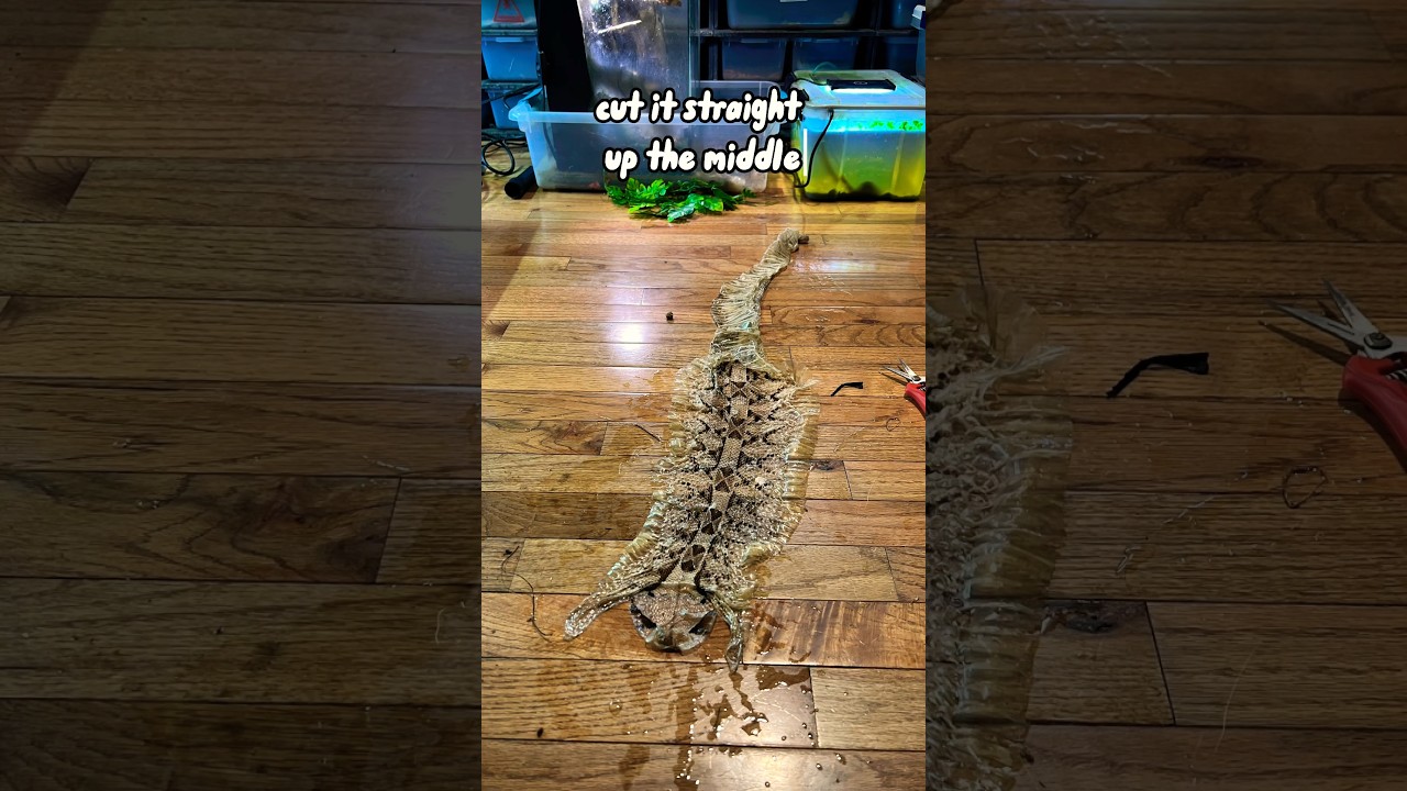 Turning my snake shed to art #snake #animal #art #shed #skin #oddlysatisfying