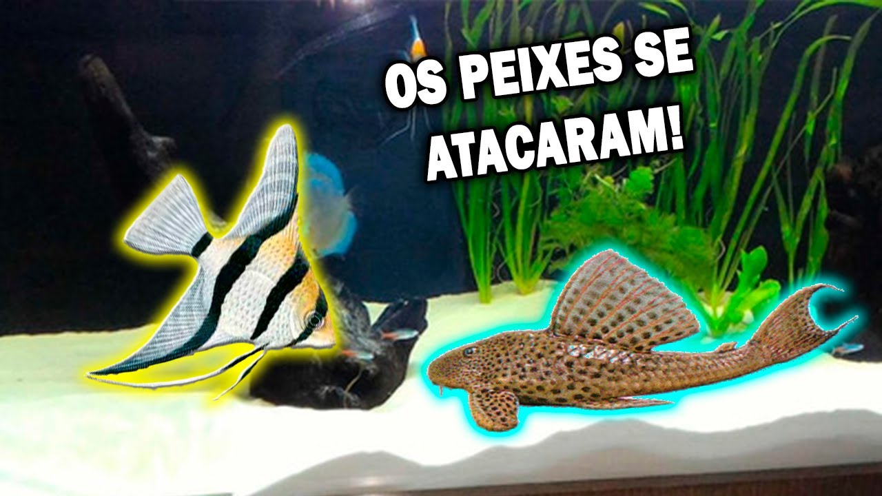 Comprei Novos PEIXES e os OUTROS TENTARAM COMER!!