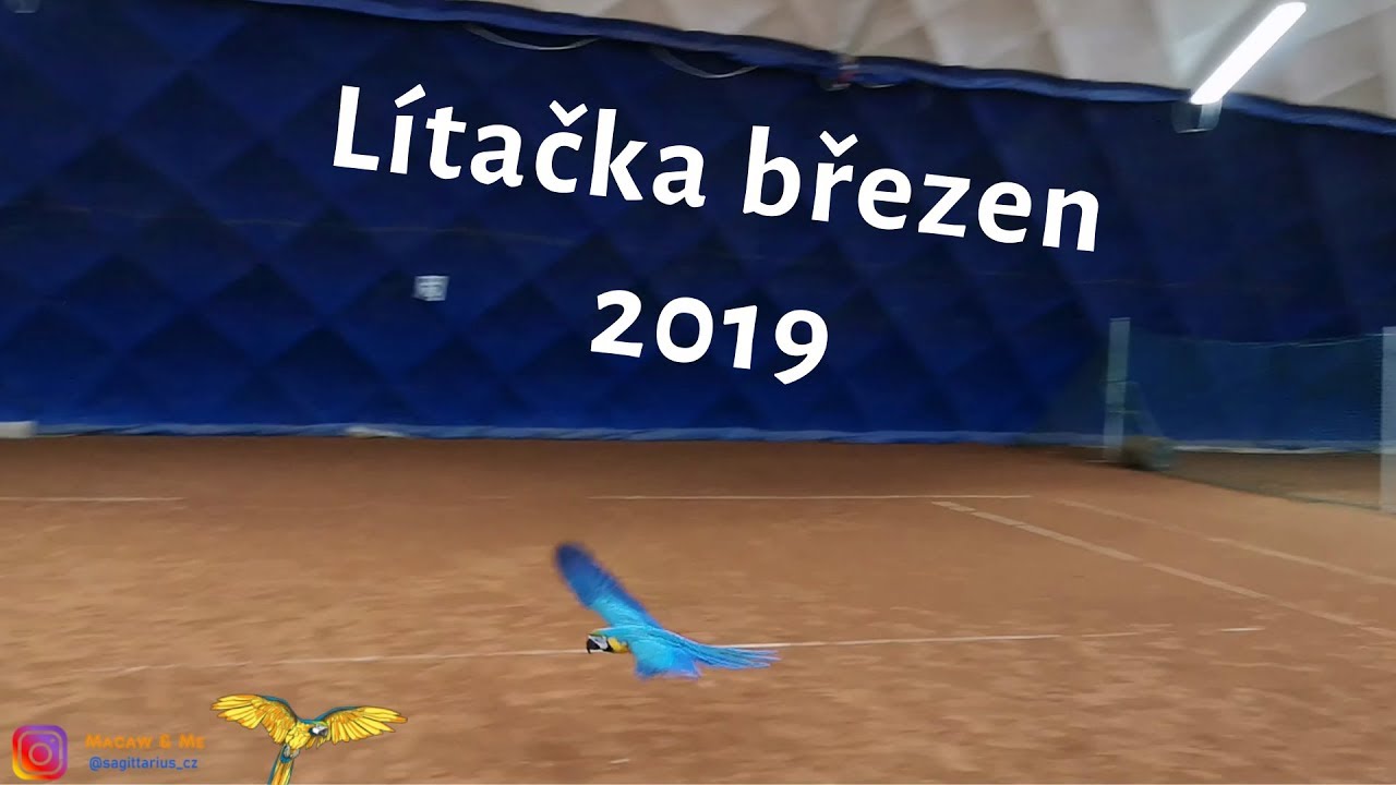 Létaní papoušků v hale březen 2019 - ara ararauna (Macaw&Me)