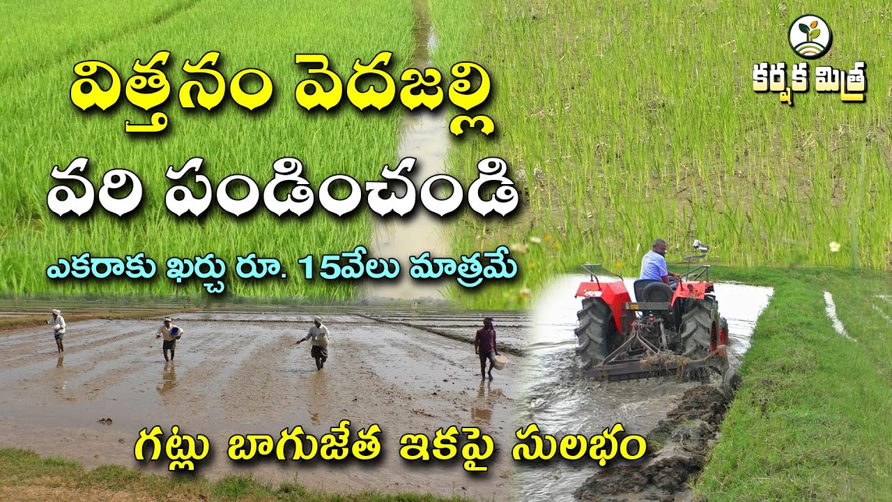 వెదజల్లి వరి పండించే విధానంలో ఆదర్శ రైతు ||ముఖ్యమంత్రి కె.సి.ఆర్ మెప్పు పొందిన రైతు|| Karshaka Mitra