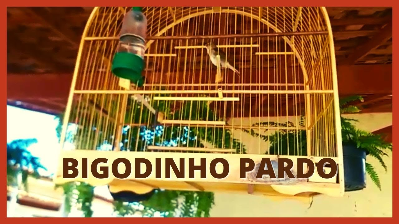 ✅ BIGODINHO PARDO CHAMANDO E CANTANDO 🎶 ESPETACULARES CANTOS