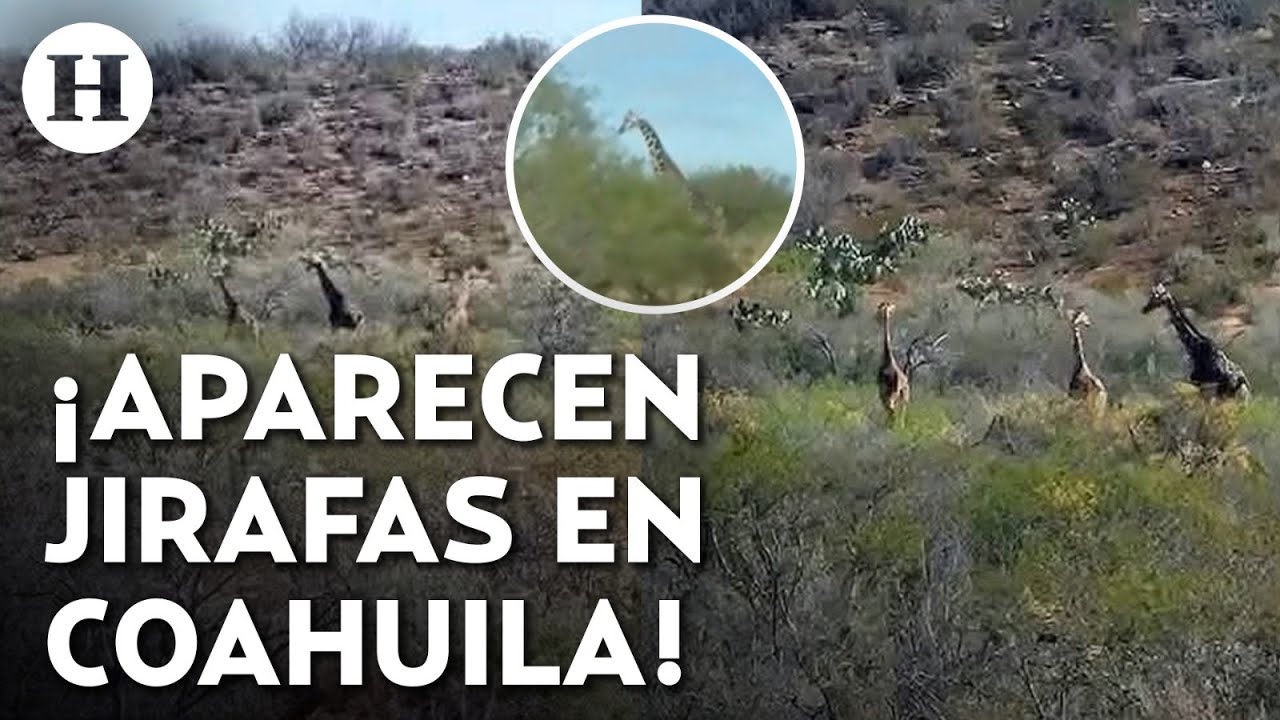 Jirafas deambulan y corren en desierto de Coahuila y son captadas en video