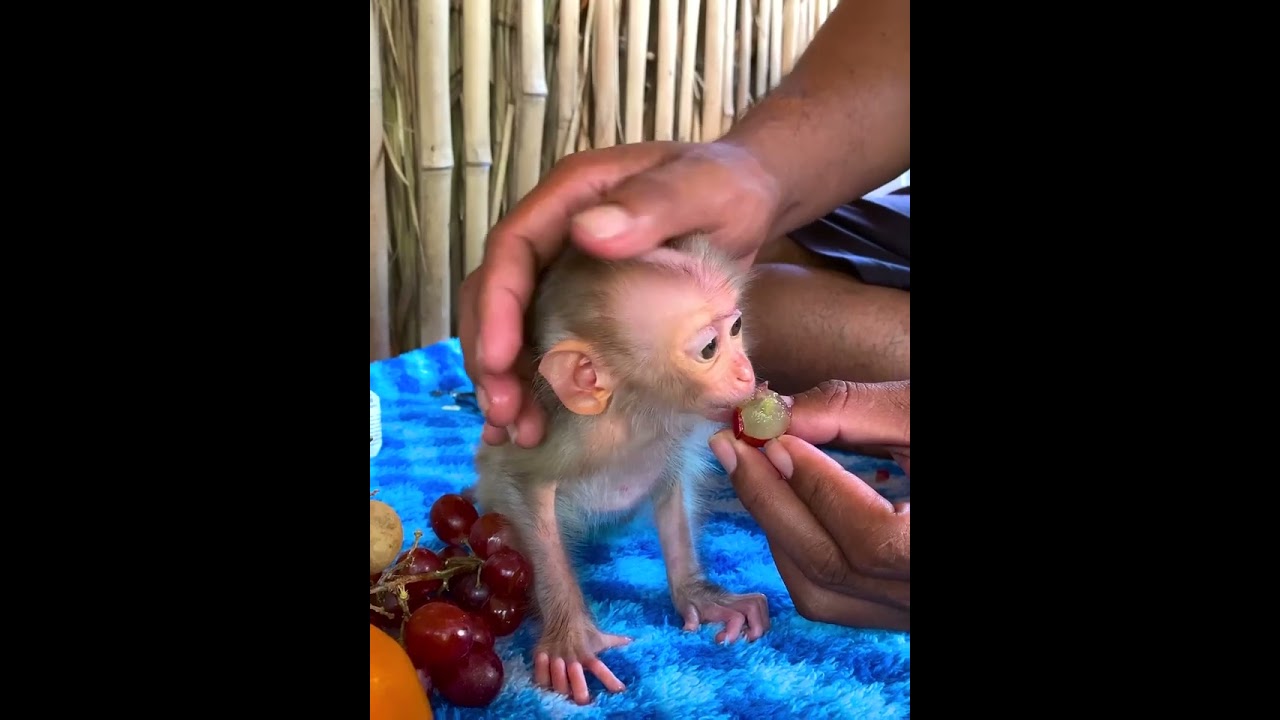 My Baby Monkey Angry Me 😂😂