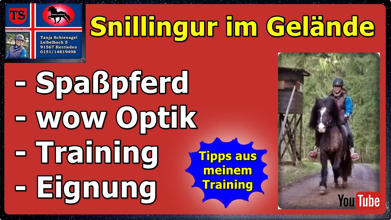 Snillingur, Islandpferd, Isländer, Wallach, Freizeit, Gelände, Turnier, Tipps, Tanja Schienagel