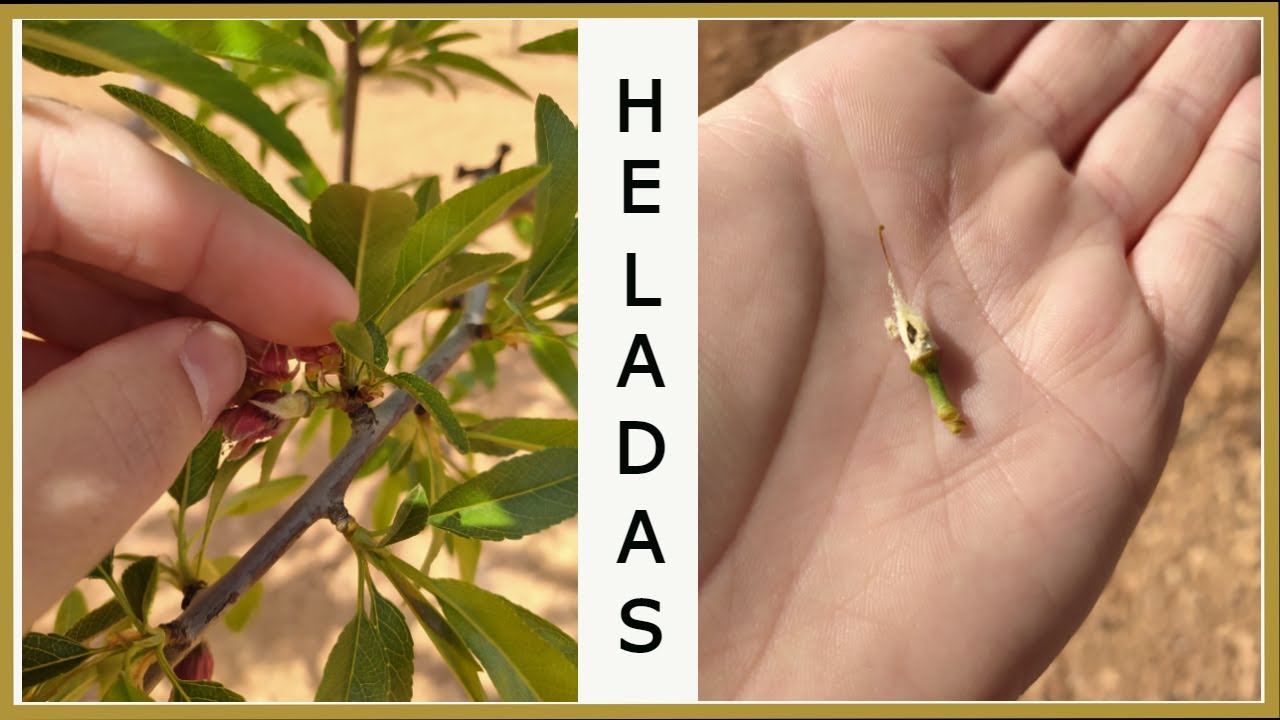 DAÑOS POR HELADAS EN LOS ALMENDROS