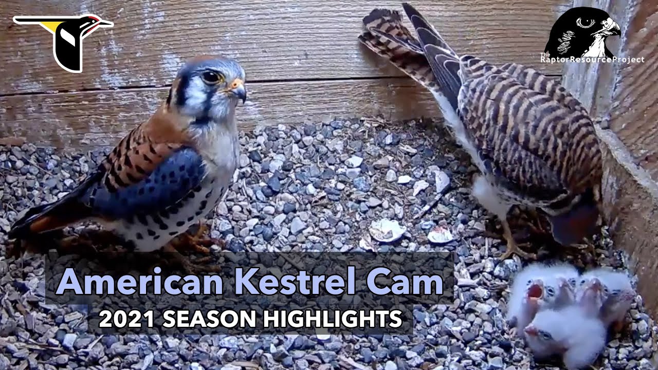 2021 American Kestrel Cam Season Highlights | Cornell Lab | Raptor Resource Project