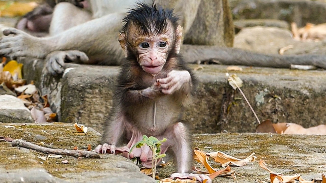 Calm wildlife scenes | Monkey baby Avery loves to walk after he finds it fun & interesting