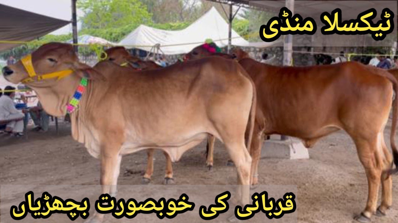 Beautiful cows of Taxila Mandi cattle market for Qurbani 2024