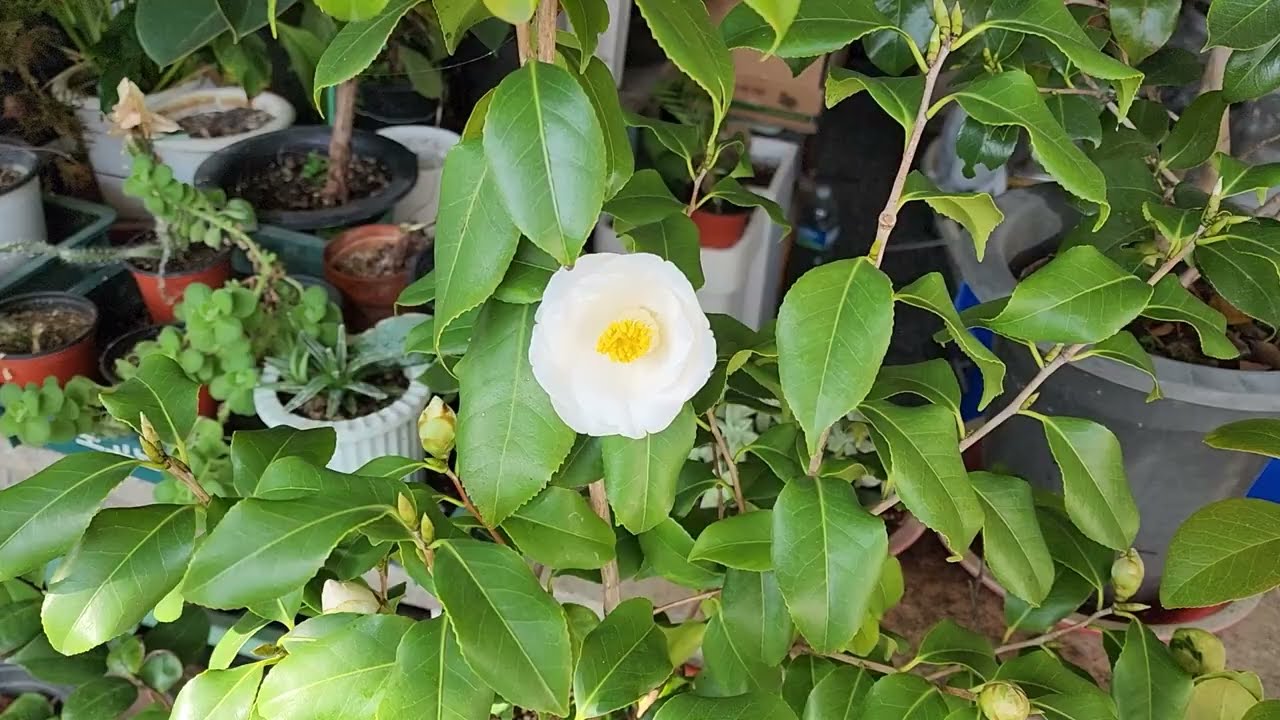 백 동백나무 꽃