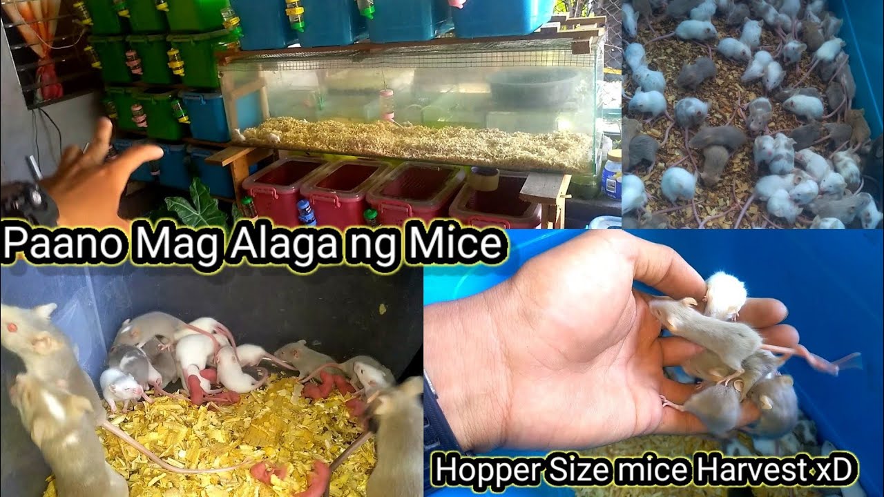 Paano Mag Alaga ng Mice | Tara Harvest Ng Hopper Mice