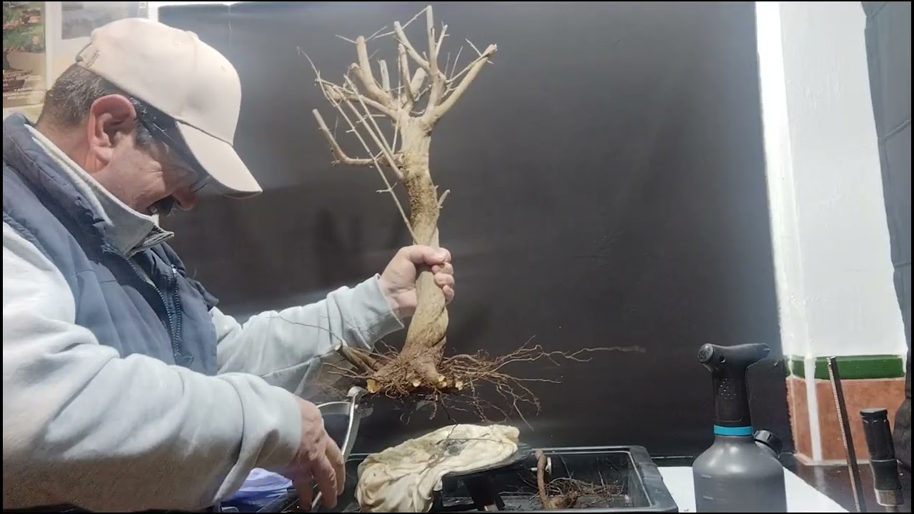 @un granado nejikan de los amigos de Málaga(gracias)únete al canal de bonsai aficionado #manolofelix
