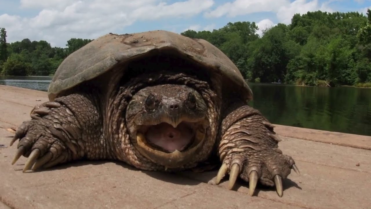 Relocating a Snapping Turtle!