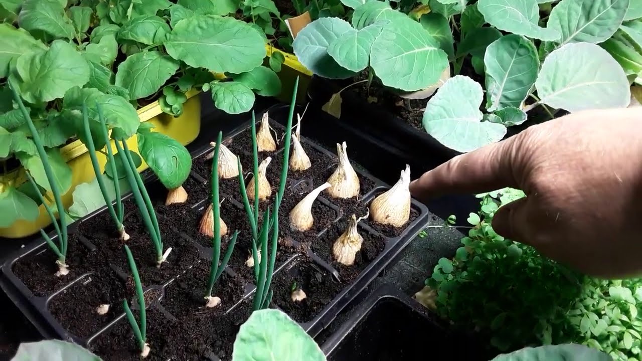 MarsHydro TS600 LED Grow Lights My Personal Review And Update In The Greenhouse Grow Room