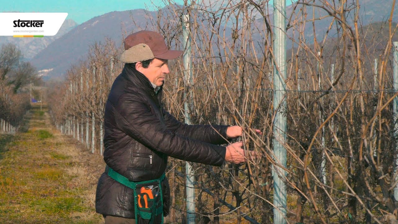Il doppio capo capovolto - Teoria sulla potatura della vite