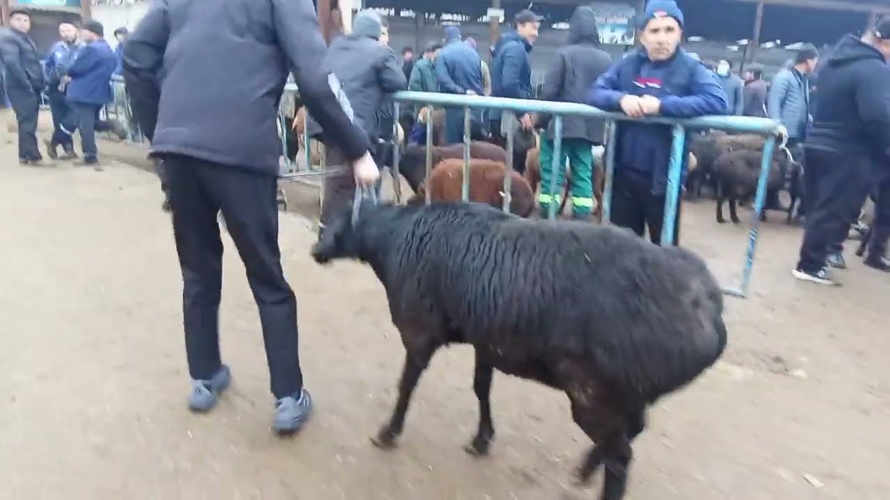 Кокон чорва бозори сотилган ва кайтган нархлари 