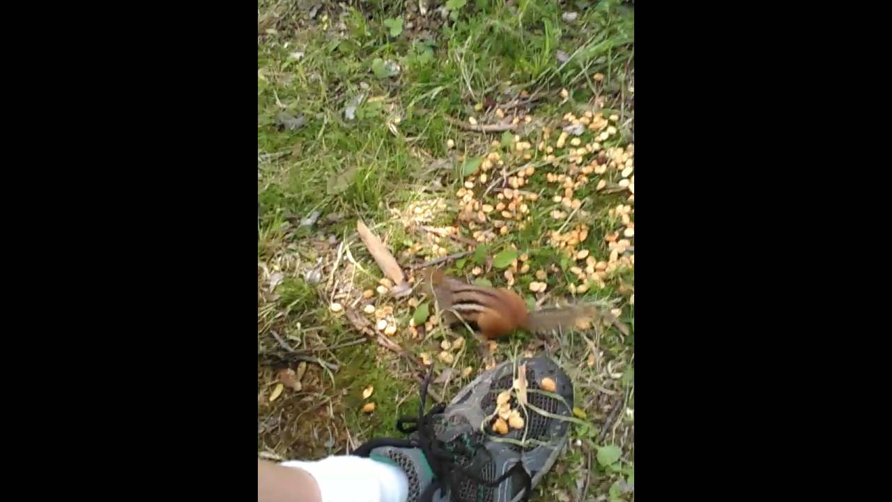 Chippy the chipmunk