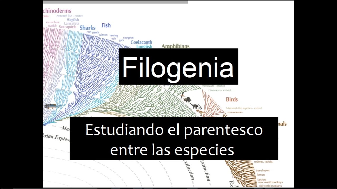 Introducción a la Filogenia