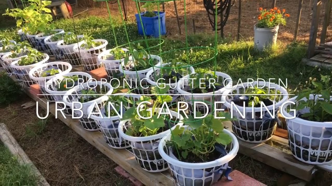 Hydroponic Wicking Gutter Garden Urban Gardening // Magnolia Street Garden