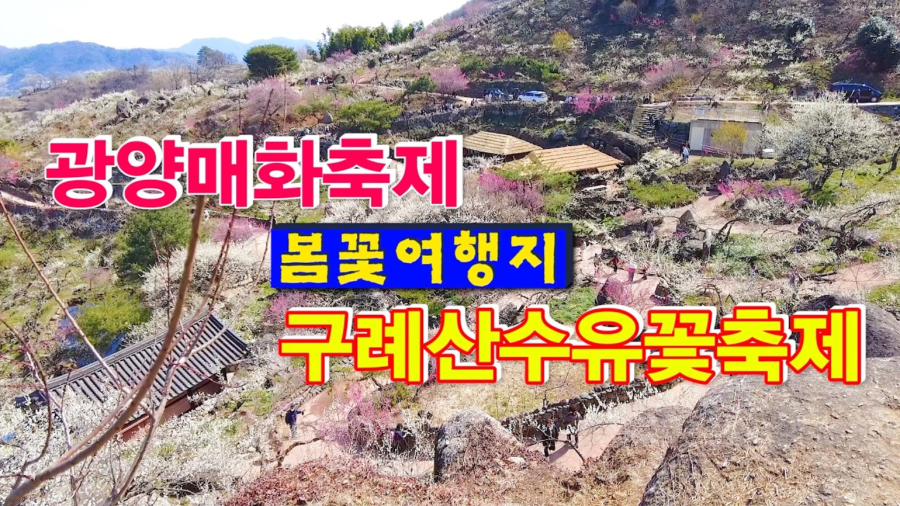 3월 봄여행지 추천, 매화마을과 산수유축제 2배로 즐기기, 광양매화축제와 구례산수유축제, 봄추천여행지, 3월가볼만한곳