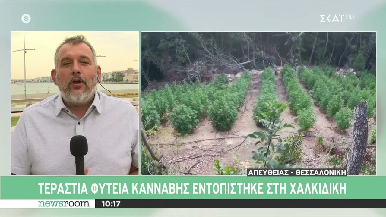 Τεράστια φυτεία κάνναβης εντοπίστηκε στη Χαλκιδική – 13χρονη πήρε το αυτοκίνητο της μητέρας της