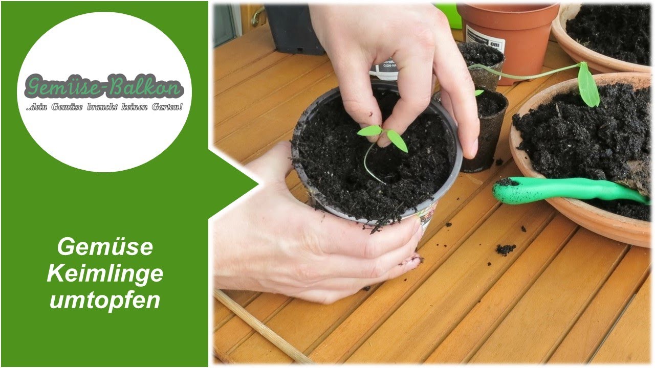 Gemüse Keimlinge 🌱 umtopfen 🤏