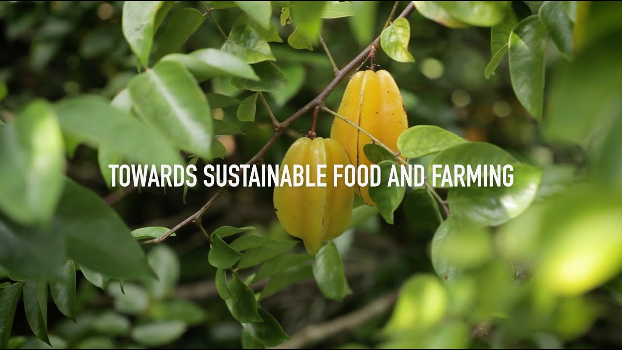 Organic 3.0 - Sustainable Food and Farming 🥦 🍅 🍎