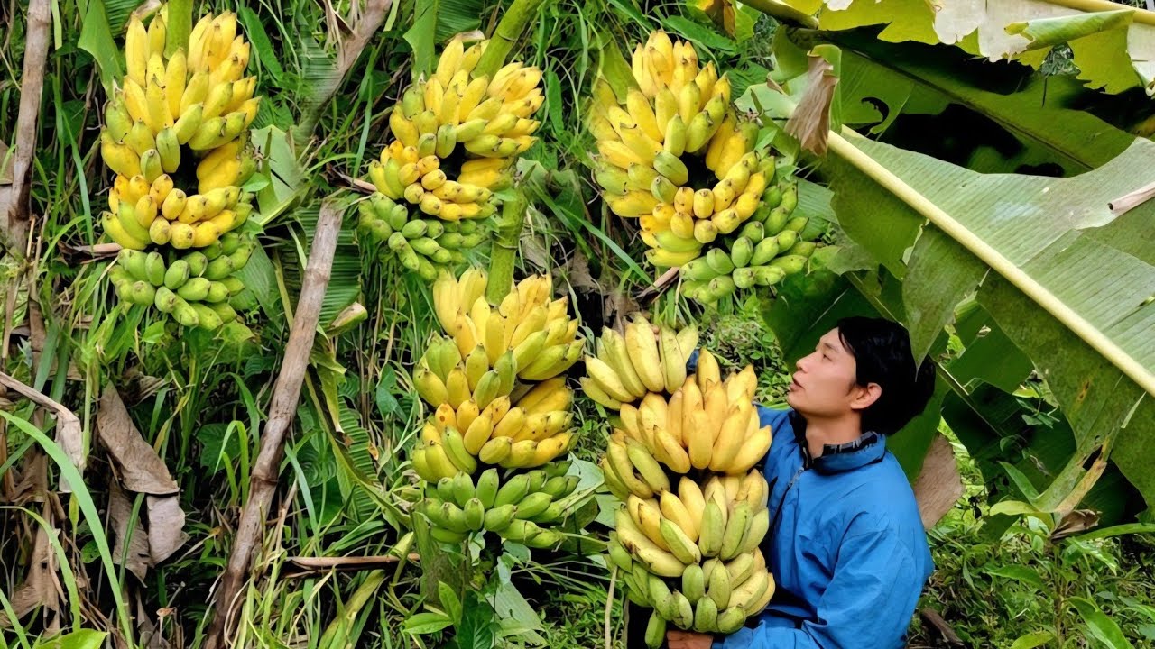 FULL VIDEO 65 DAYS: Picking ripe bananas to sell and wild fruits - Cooking at home | Triệu Văn Tính
