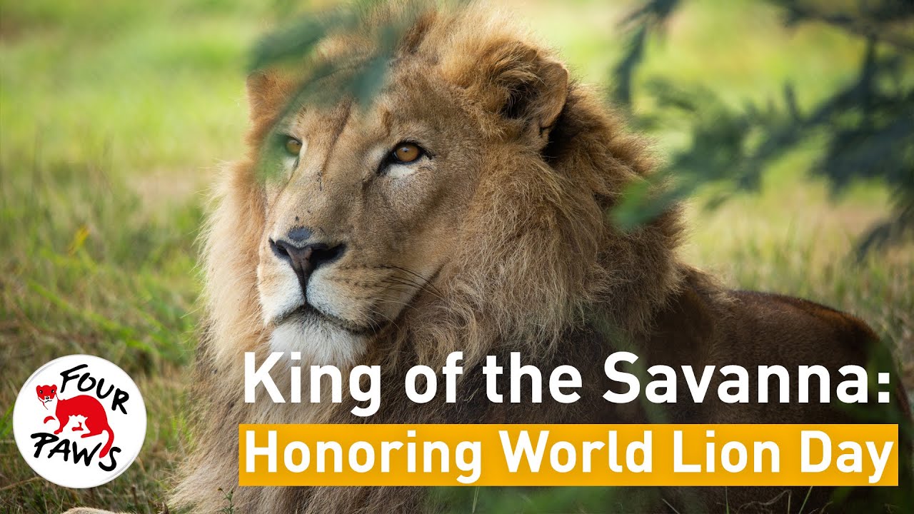 World Lion Day: Roar for Change!