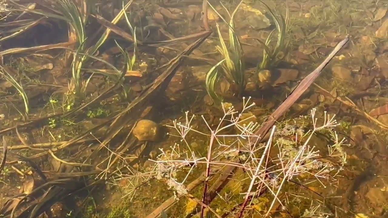 Morston Pond 05 March 2026