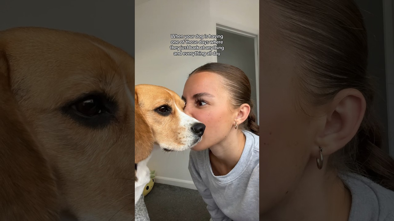 DOG WON&rsquo;T STOP BARKING #dog #dogshorts #dogowner #beagle